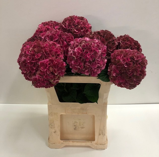 Hydrangea mag pink ruby class.jpg